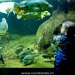 O Aquário de Berlim O que ver em Berlim com criança (dicas de um menino de 9 anos)