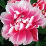 Conhecendo o parque das tulipas de Keukenhof