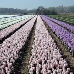 Conhecendo o parque das tulipas de Keukenhof
