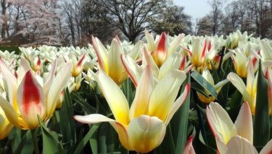 Conhecendo o parque das tulipas de Keukenhof
