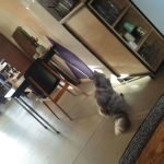 Bebel no hostel Ani&Haakien de Roterdam