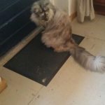 Bebel no hostel Ani&Haakien de Roterdam