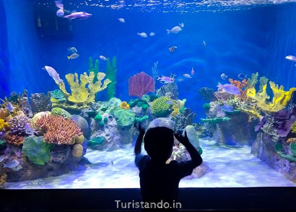 Visitando o Aquário Marinho (AquaRio)