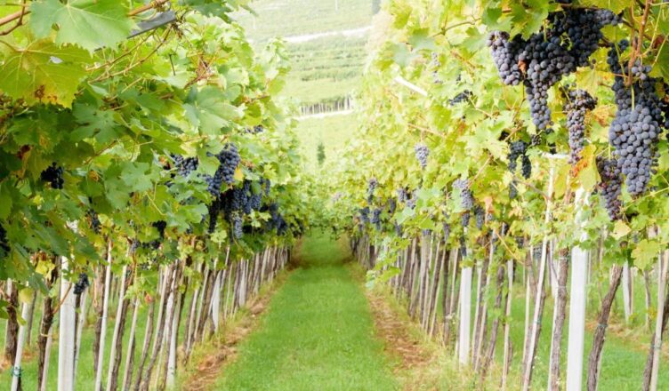 Conhecendo um pouco a Valpolicella, em Verona